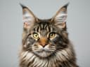 Maine Coon